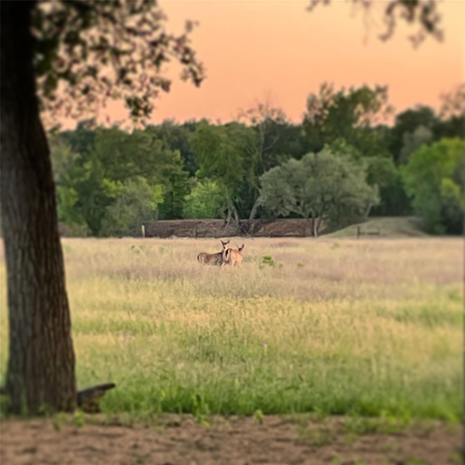 3000 Pettytown Road Dale TX 78616