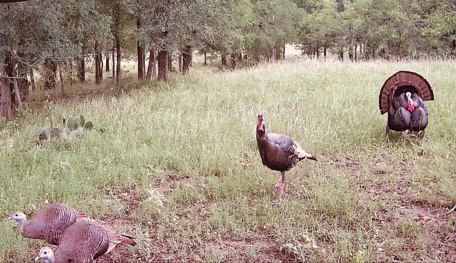 3000 Pettytown Road Dale TX 78616