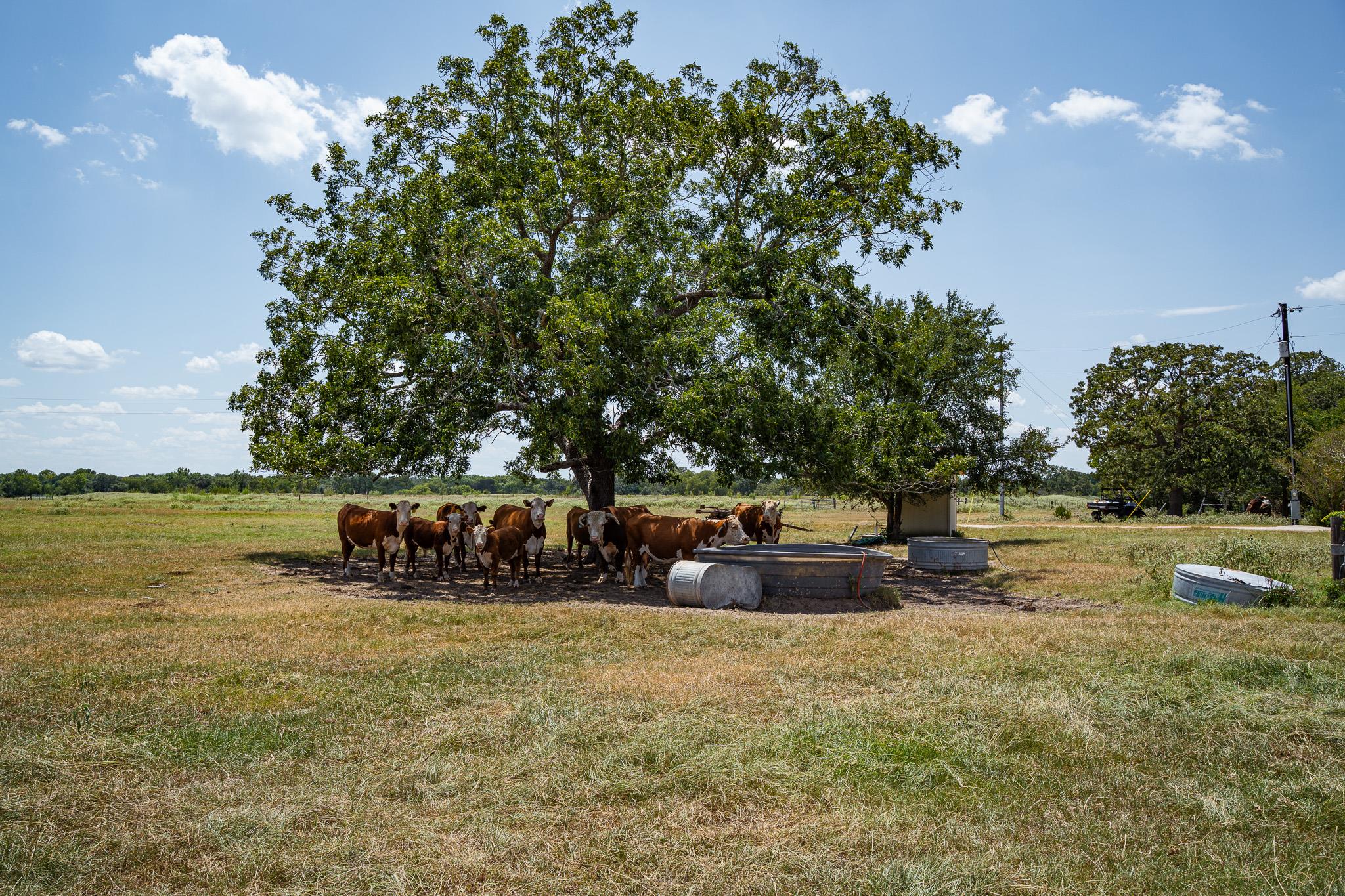 2210 Hermis Road Schulenburg TX 78956