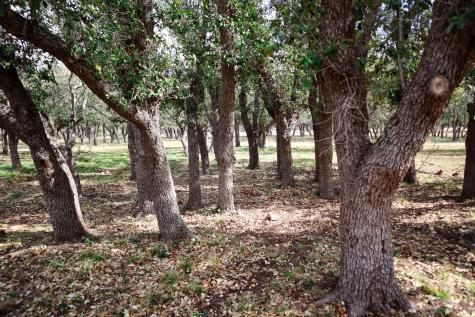 674ACRES Us-83 Highway Mountain Home TX 78058