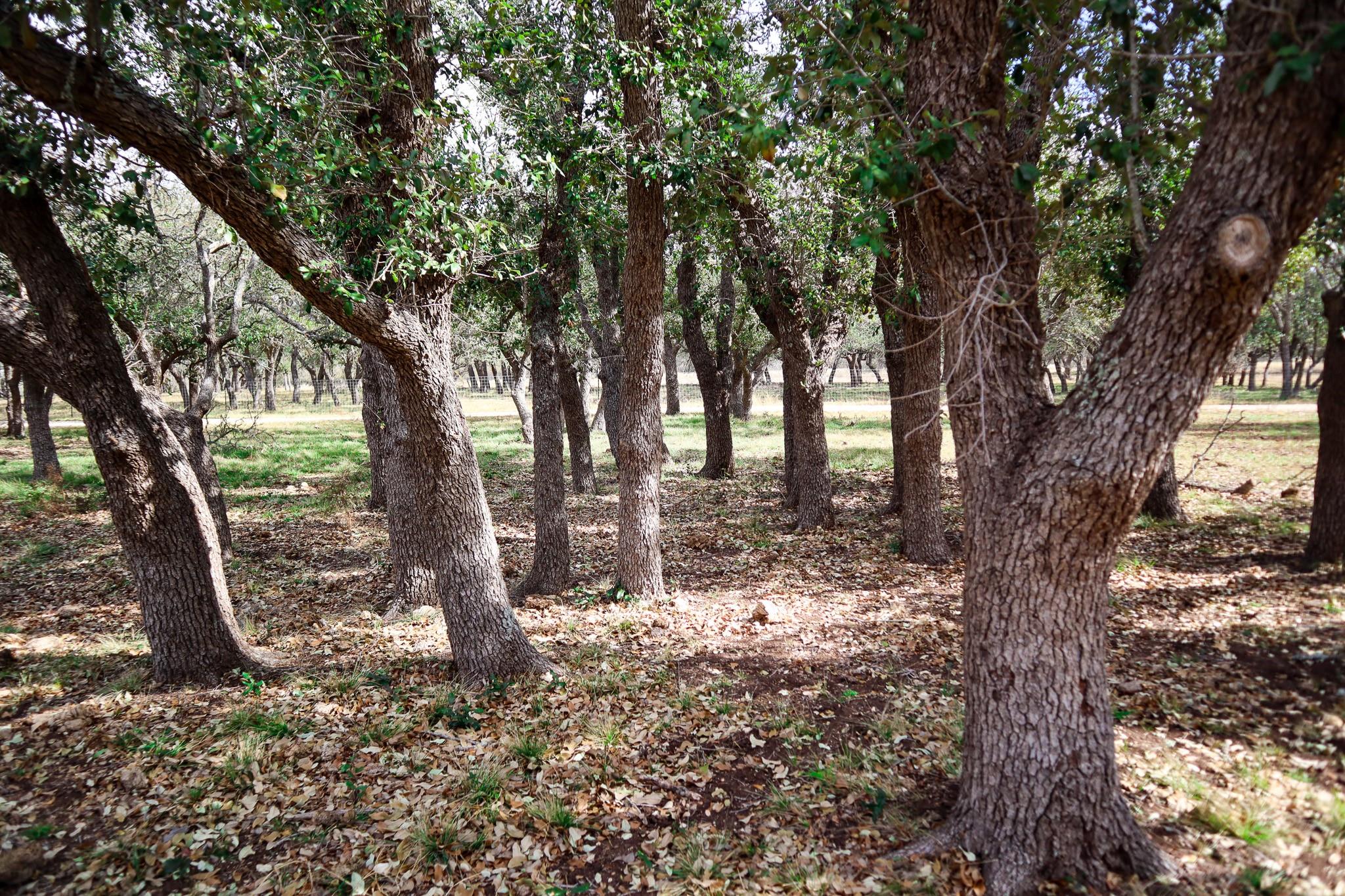 674ACRES Us-83 Highway Mountain Home TX 78058