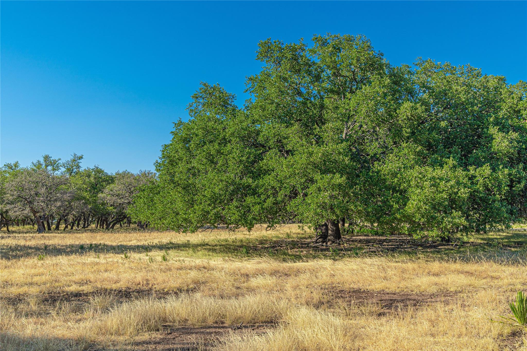674ACRES Us-83 Highway Mountain Home TX 78058
