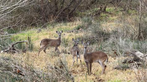 256 Greasy Bend Road Smithville TX 78957