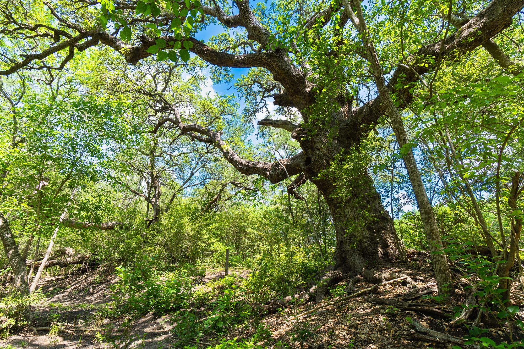 5018 Wolters Road Schulenburg TX 78956