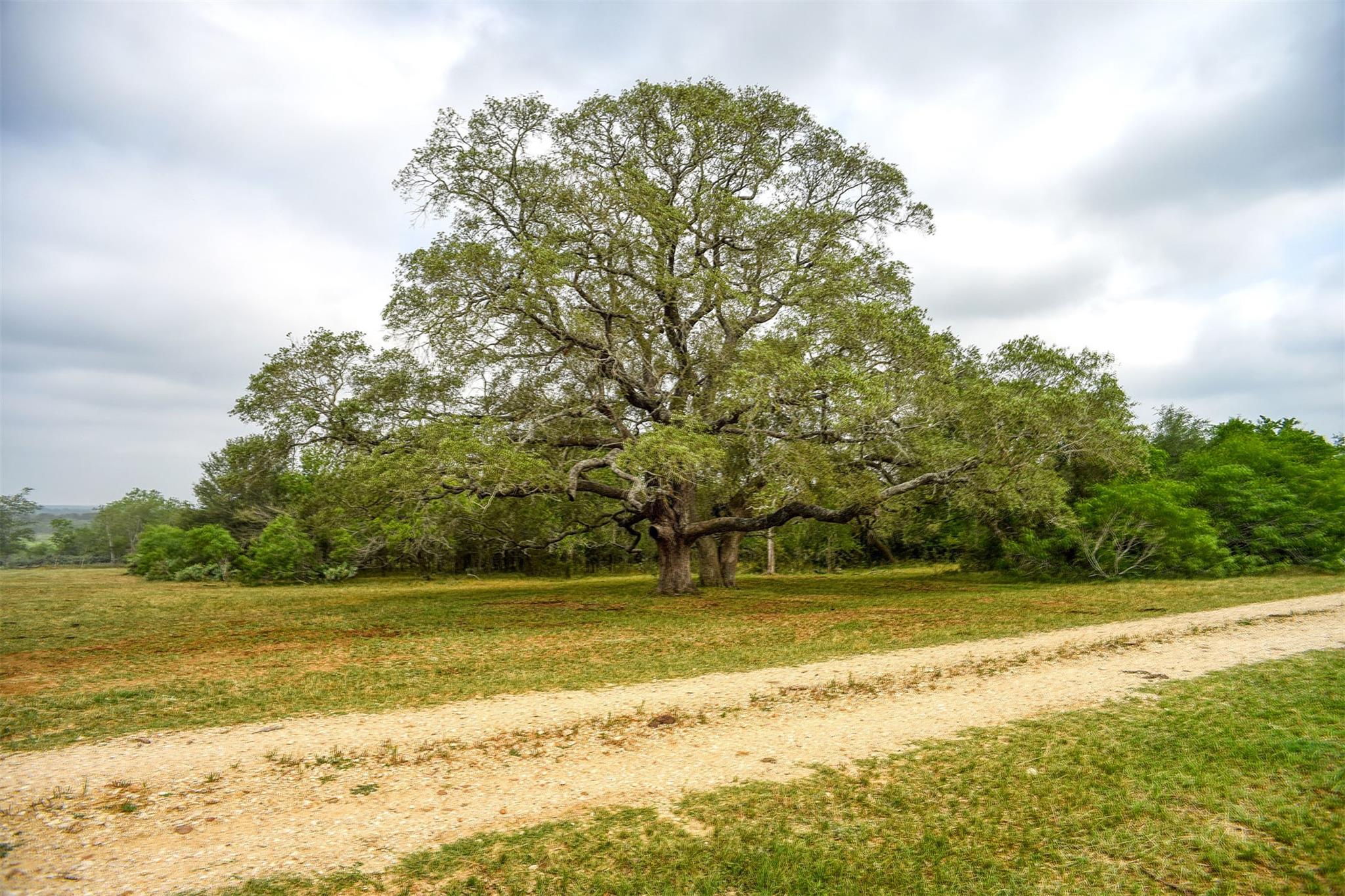 323 Cr 446 Gonzales TX 78629