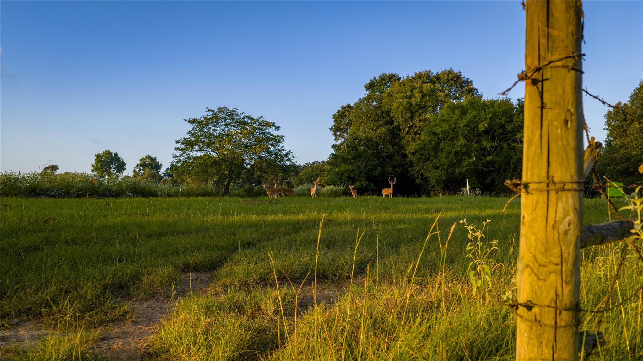 1577 County Road 431 Tennessee Colony TX 75861