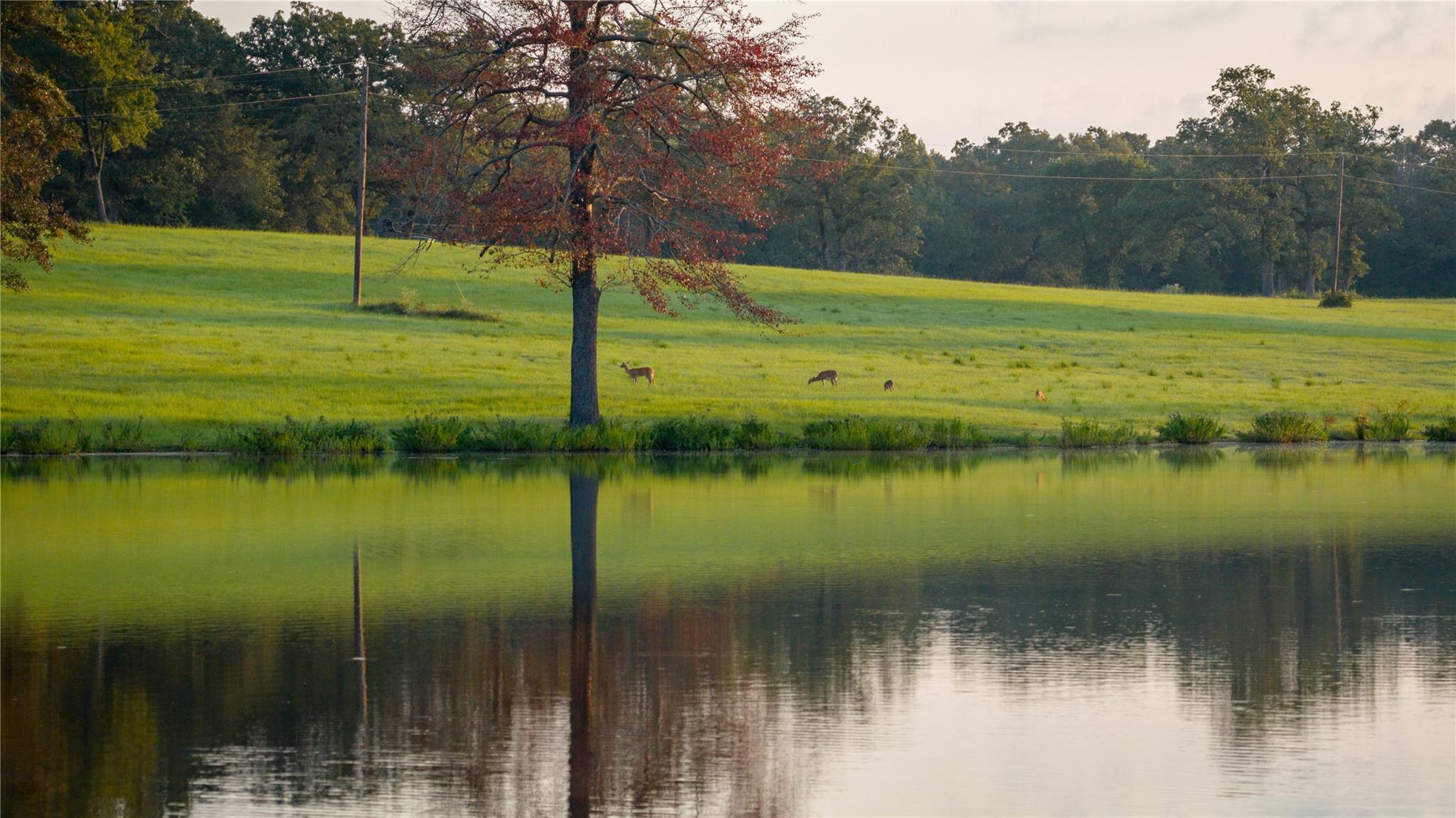 1577 County Road 431 Tennessee Colony TX 75861