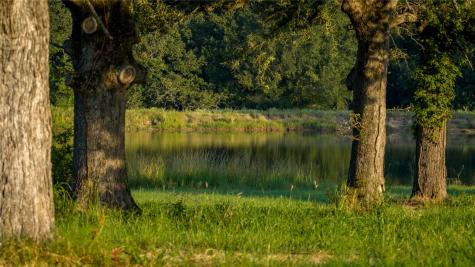 1577 County Road 431 Tennessee Colony TX 75861