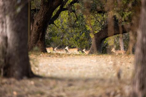 641 Patterson Creek Road Leakey TX 78873