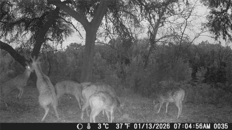 641 Patterson Creek Road Leakey TX 78873