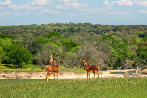 4503 Fm 1715 Lampasas TX 76550
