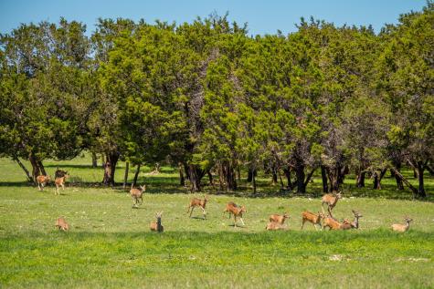 4503 Fm 1715 Lampasas TX 76550