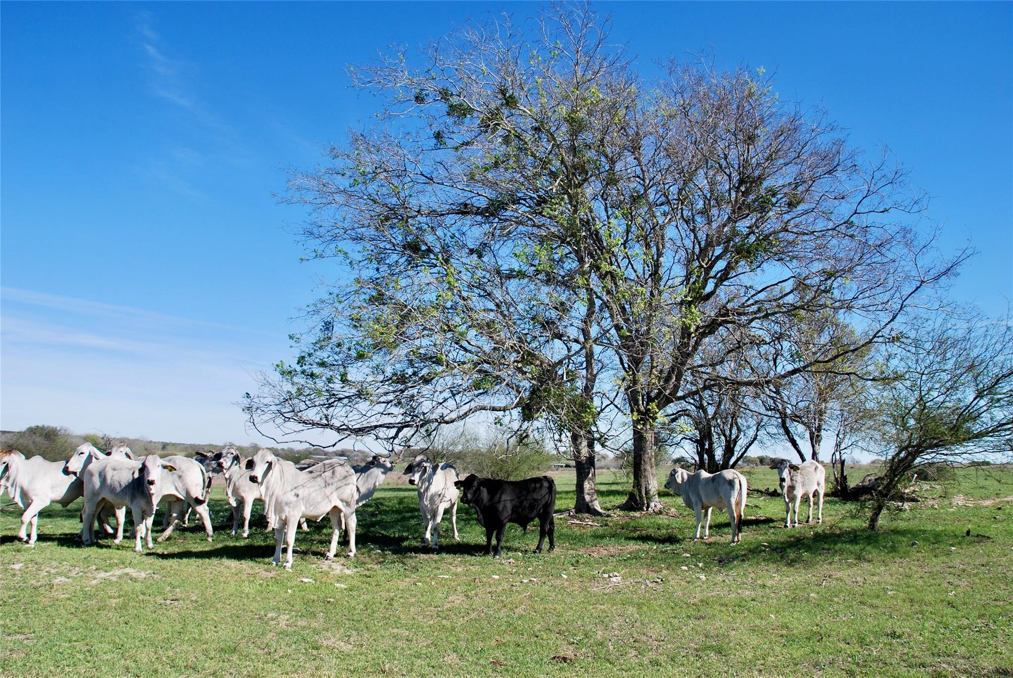 Tbd State Highway 95 Highway N Moulton TX 77975