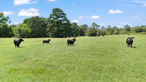 Tbd St Delight (Tract 1) Road Paige TX 78659