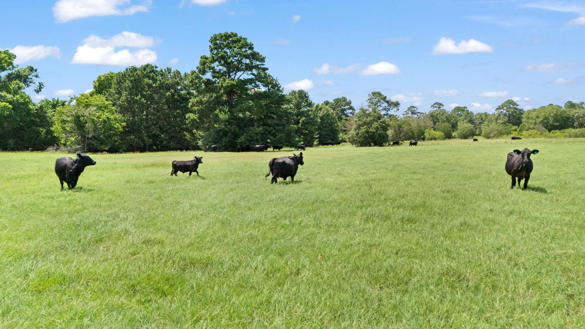 Tbd St Delight (Tract 1) Road Paige TX 78659
