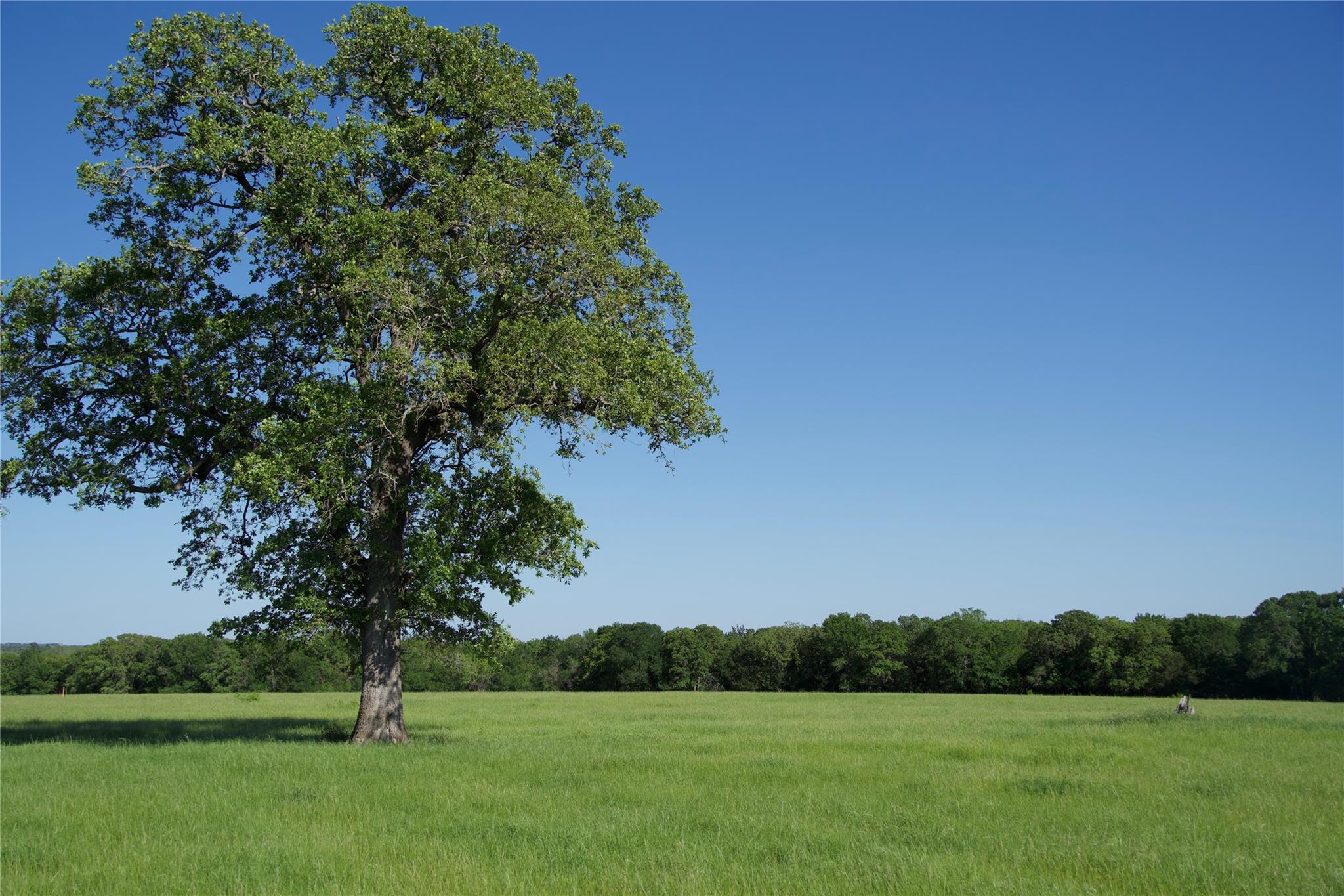 Tbd St Delight (Tract 1) Road Paige TX 78659