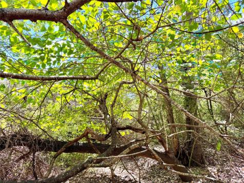 Tbd 50.62 Acres Rabel Road Rosanky TX 78953