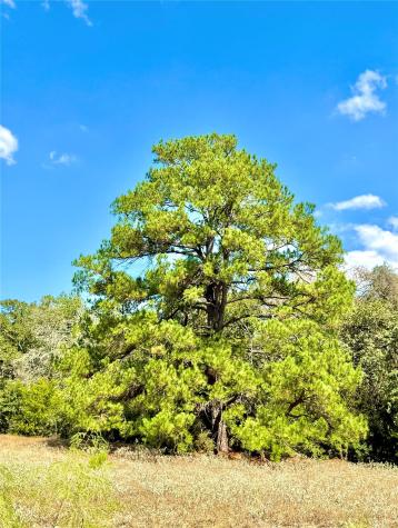 Tbd 50.62 Acres Rabel Road Rosanky TX 78953