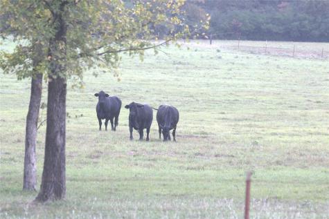 1742 County Road 413 N Lexington TX 78947