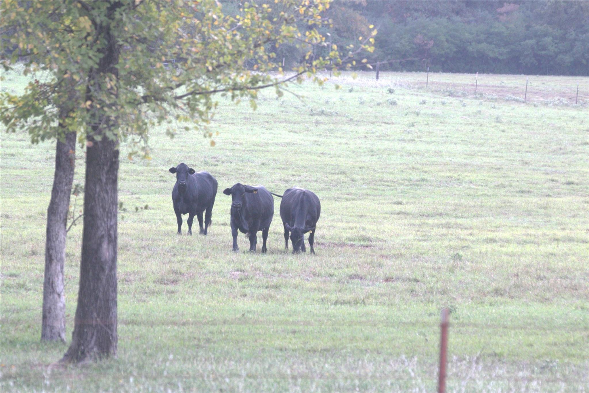 1742 County Road 413 N Lexington TX 78947