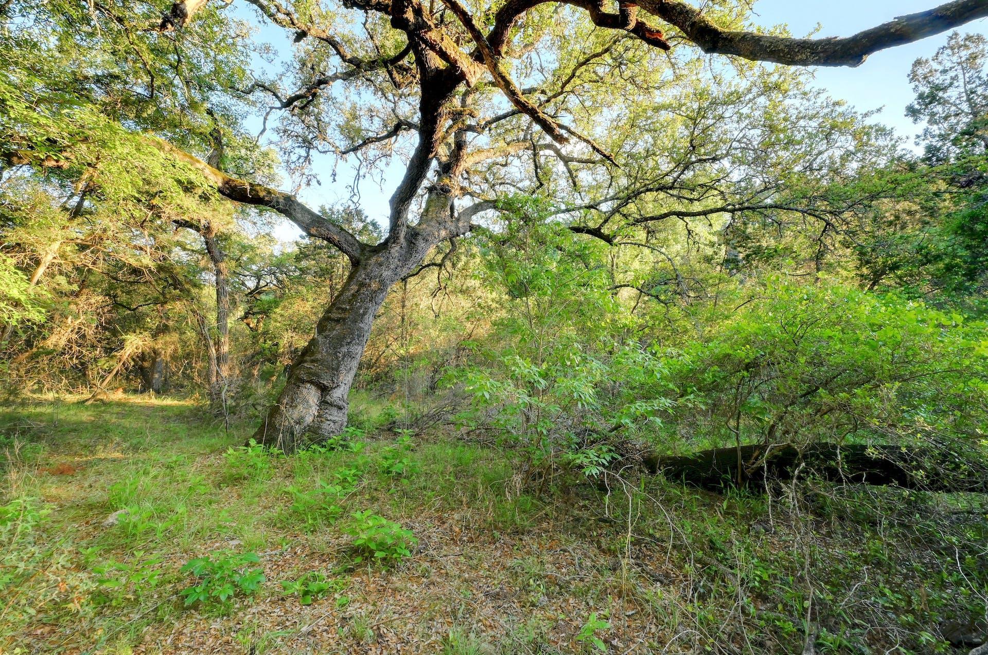 10700 Fm306 New Braunfels TX 78132
