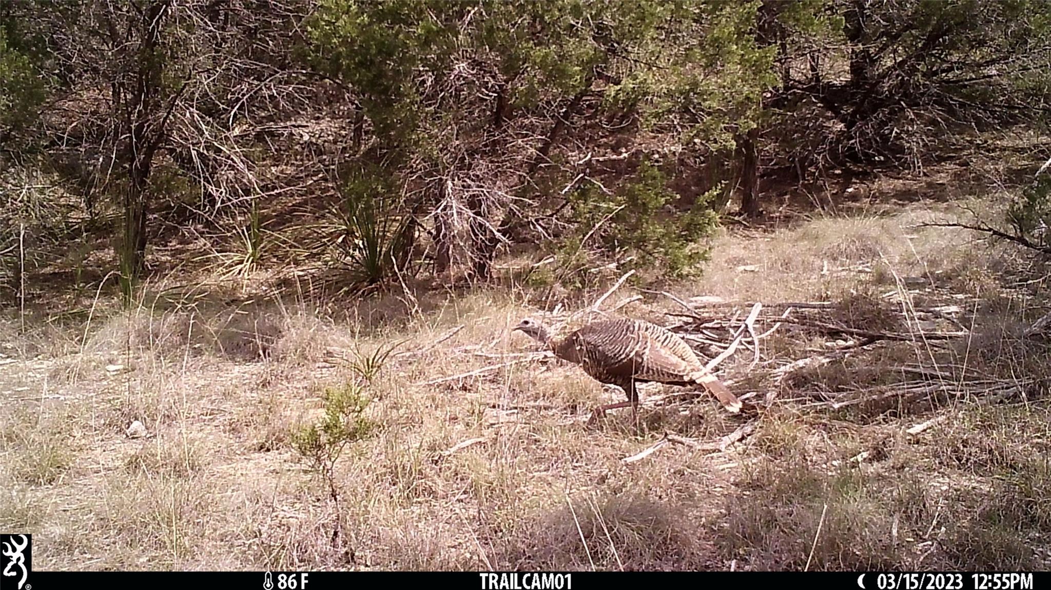 10700 Fm306 New Braunfels TX 78132