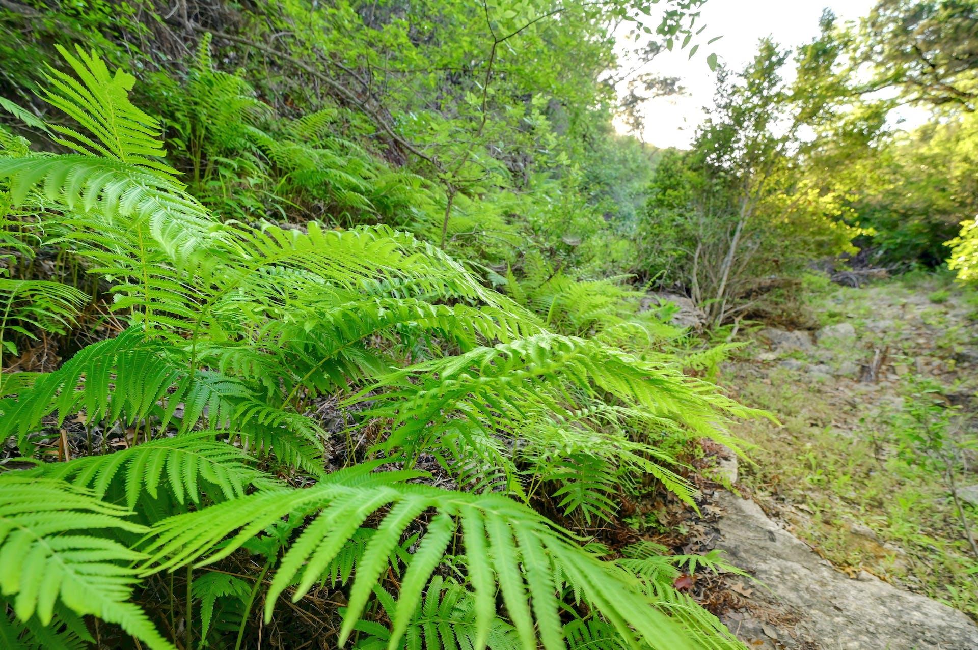 10700 Fm306 New Braunfels TX 78132