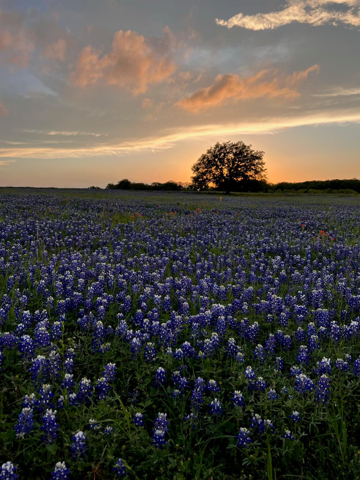 2265 County Road 106 Purmela TX 76566