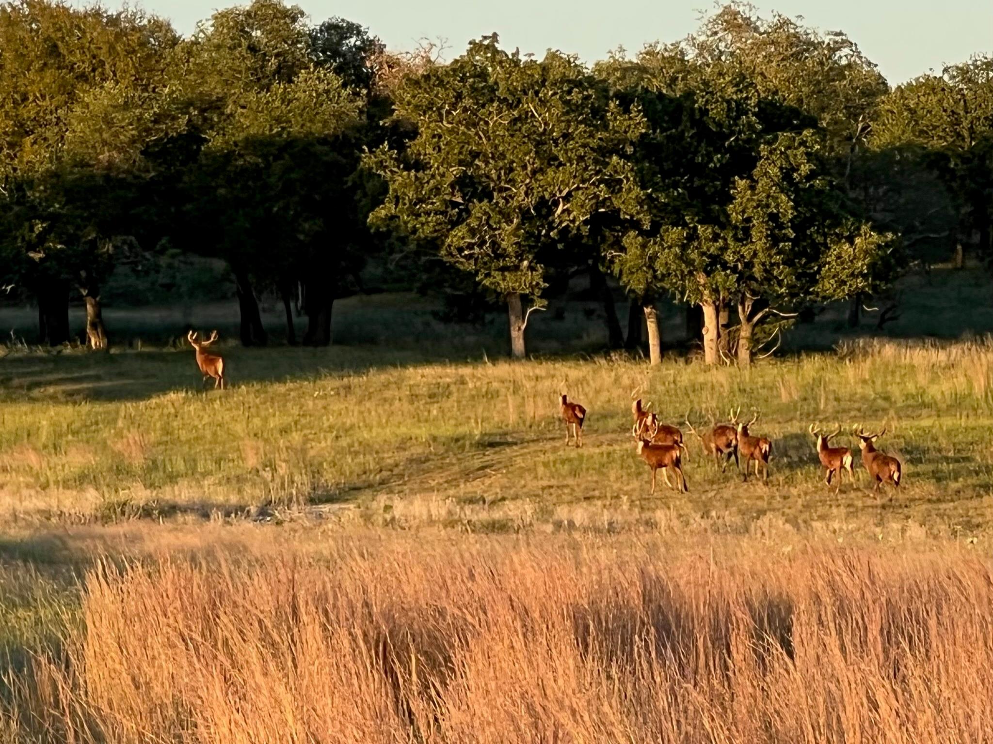 2265 County Road 106 Purmela TX 76566