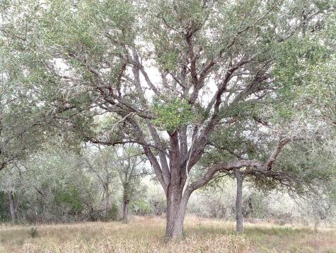 251 Lefty Lane Goliad TX 77963