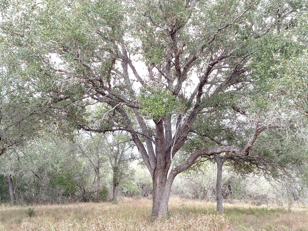 251 Lefty Lane Goliad TX 77963