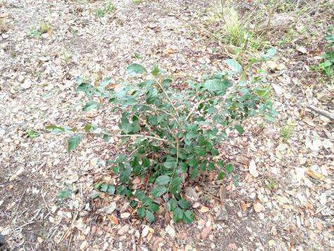 251 Lefty Lane Goliad TX 77963
