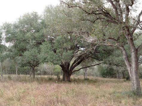 251 Lefty Lane Goliad TX 77963