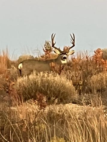 906 Cr 235 Aspermont TX 79502