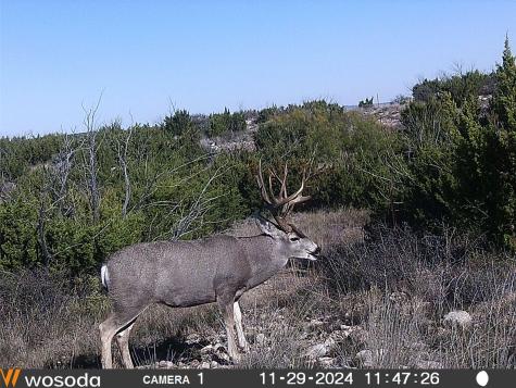 906 Cr 235 Aspermont TX 79502