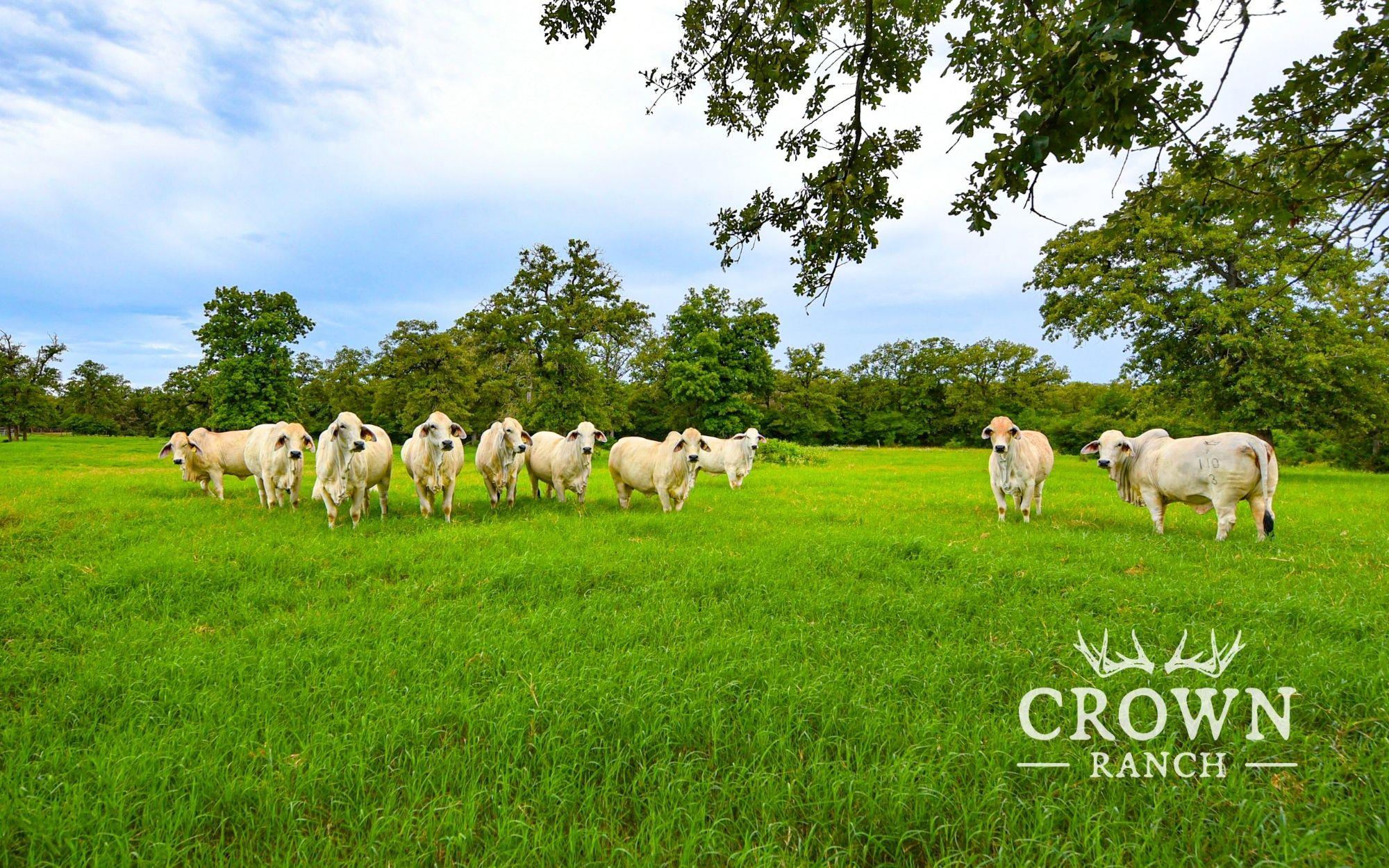 Tbd Fm 908 (+/-657 Acres) Caldwell TX 77836