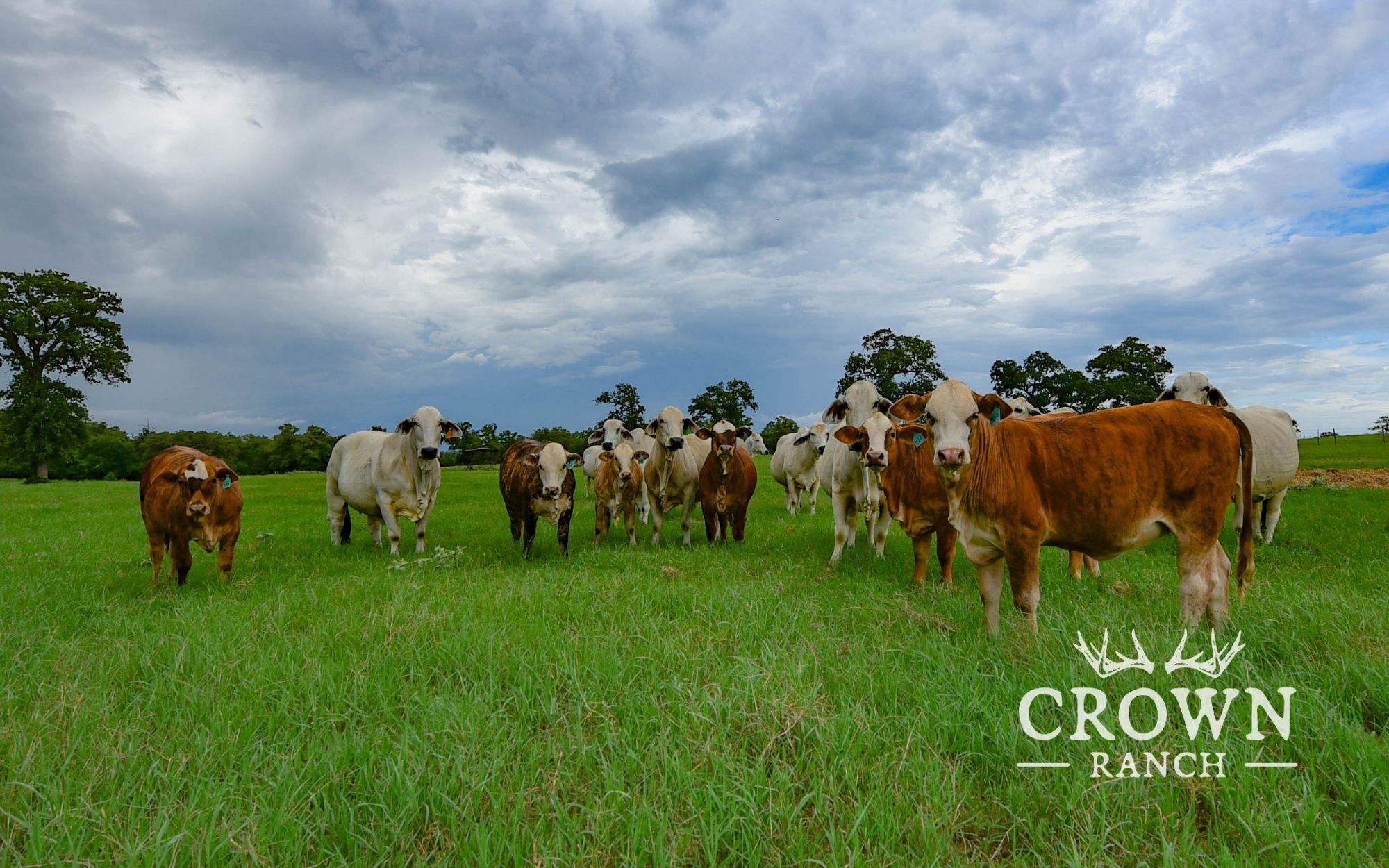 Tbd Fm 908 (+/-657 Acres) Caldwell TX 77836