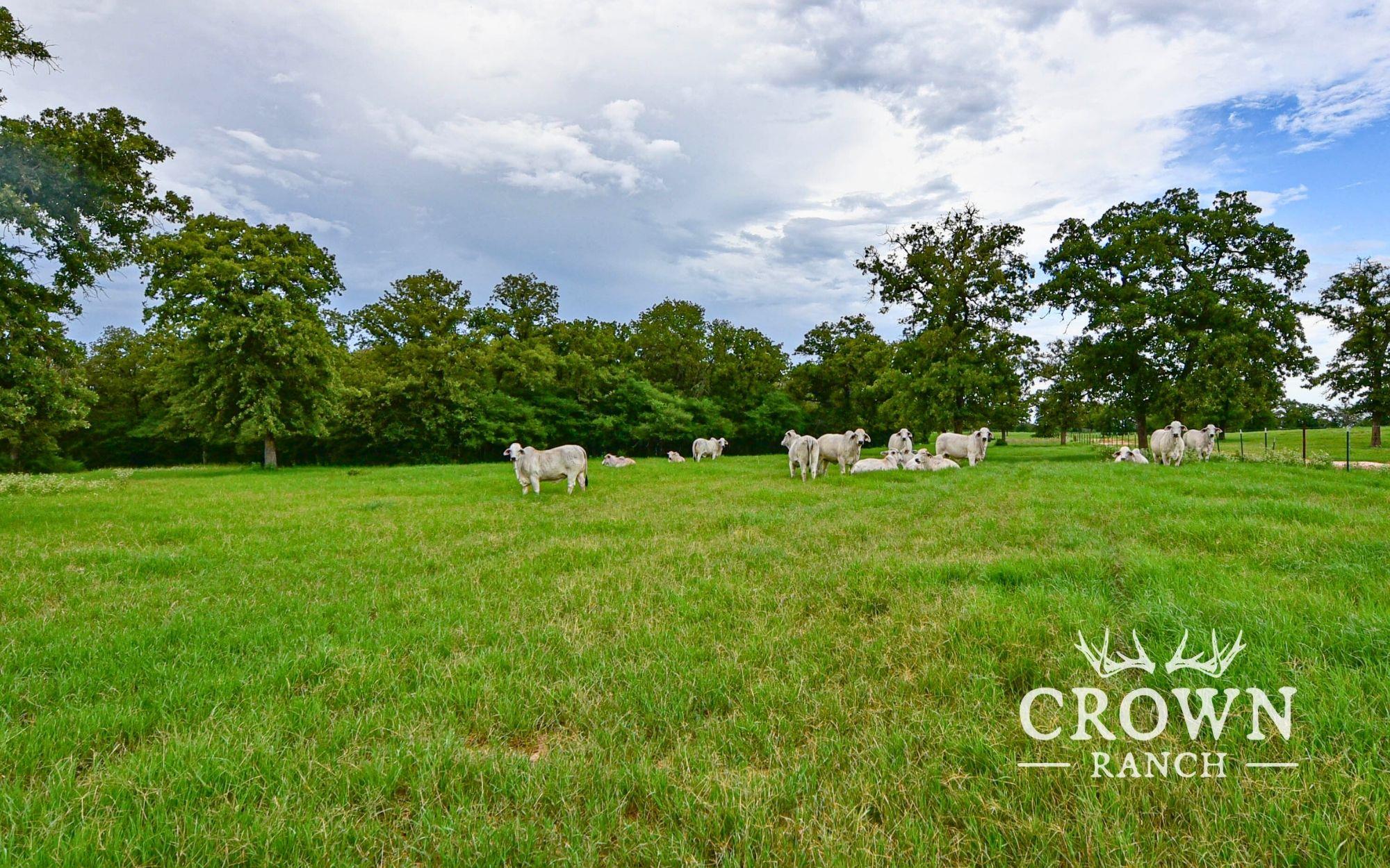 Tbd Fm 908 (+/-657 Acres) Caldwell TX 77836