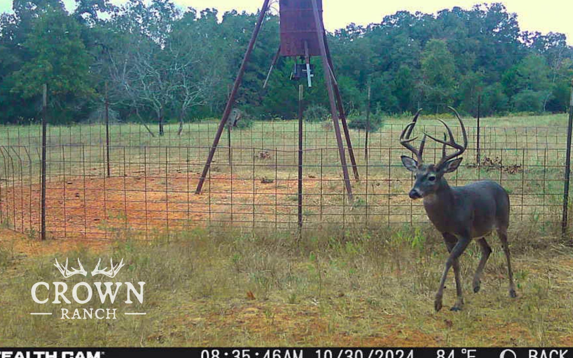 Tbd Fm 908 (+/-657 Acres) Caldwell TX 77836