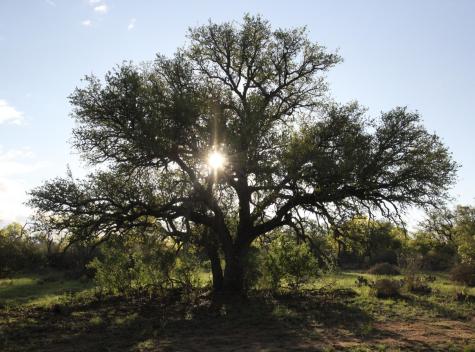 2976 Lower Willow Creek Road Mason TX 76820