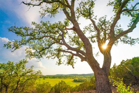 000 Spring Creek Ranch Dripping Springs TX 78676
