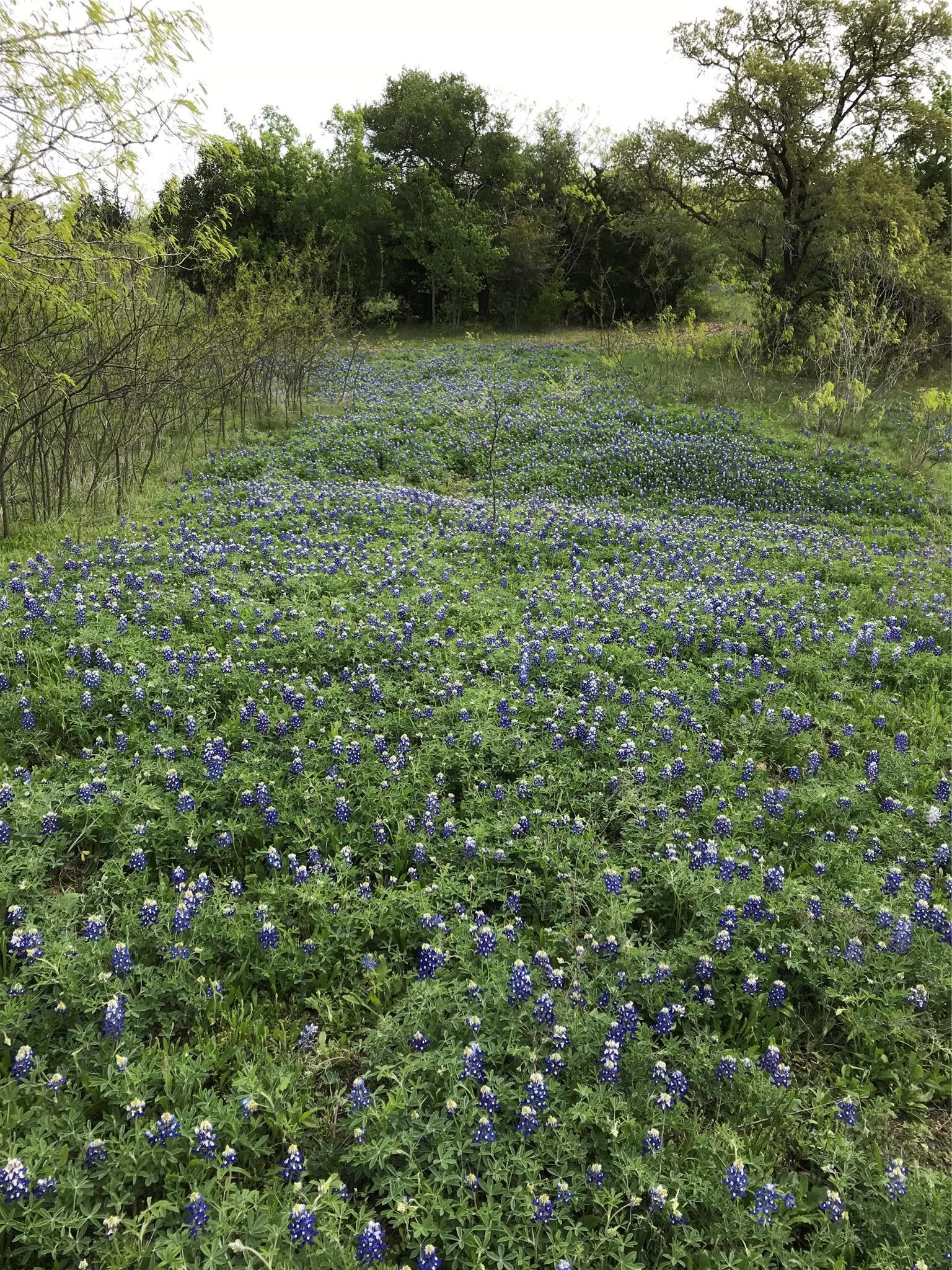 15501 Goforth Road Buda TX 78610