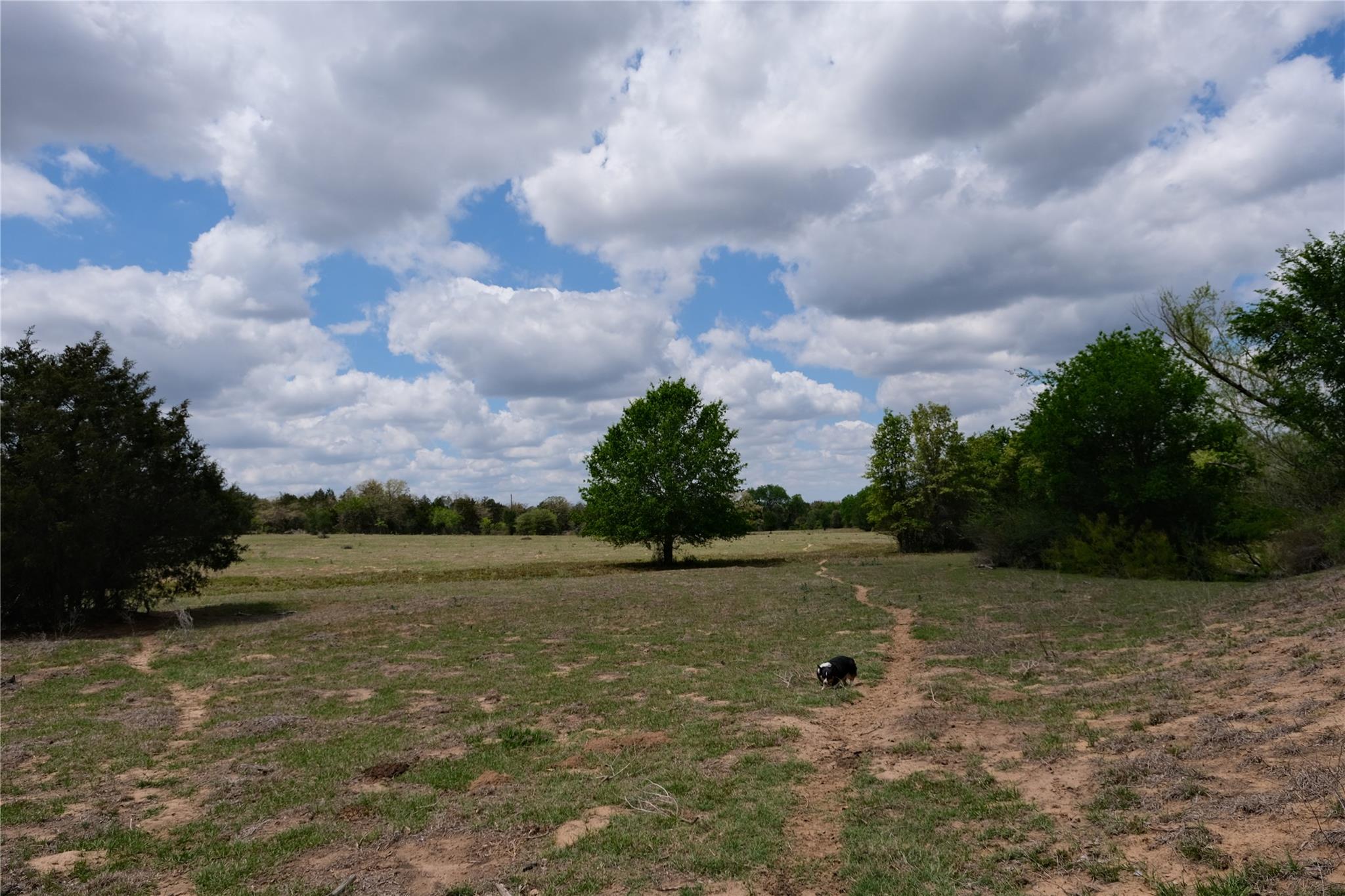 446 Herron Trail Mcdade TX 78650