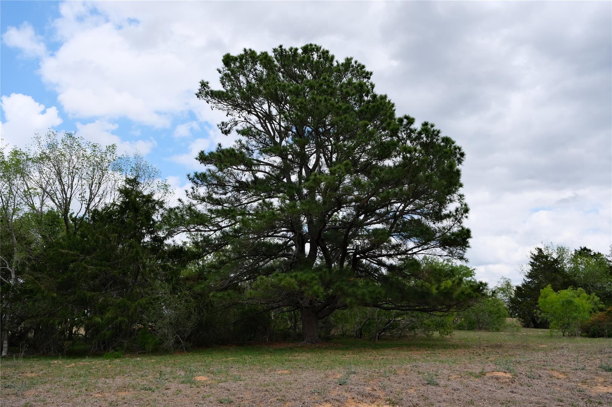 446 Herron Trail Mcdade TX 78650