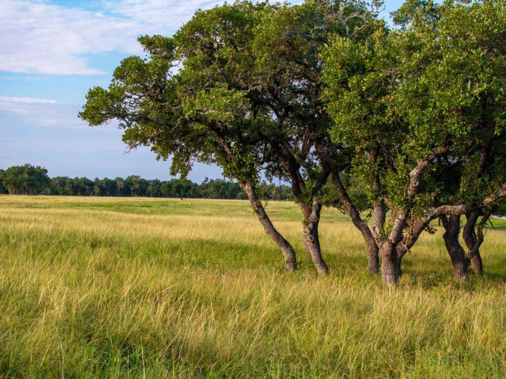 Tbd Mount Sharp Road Wimberley TX 78676