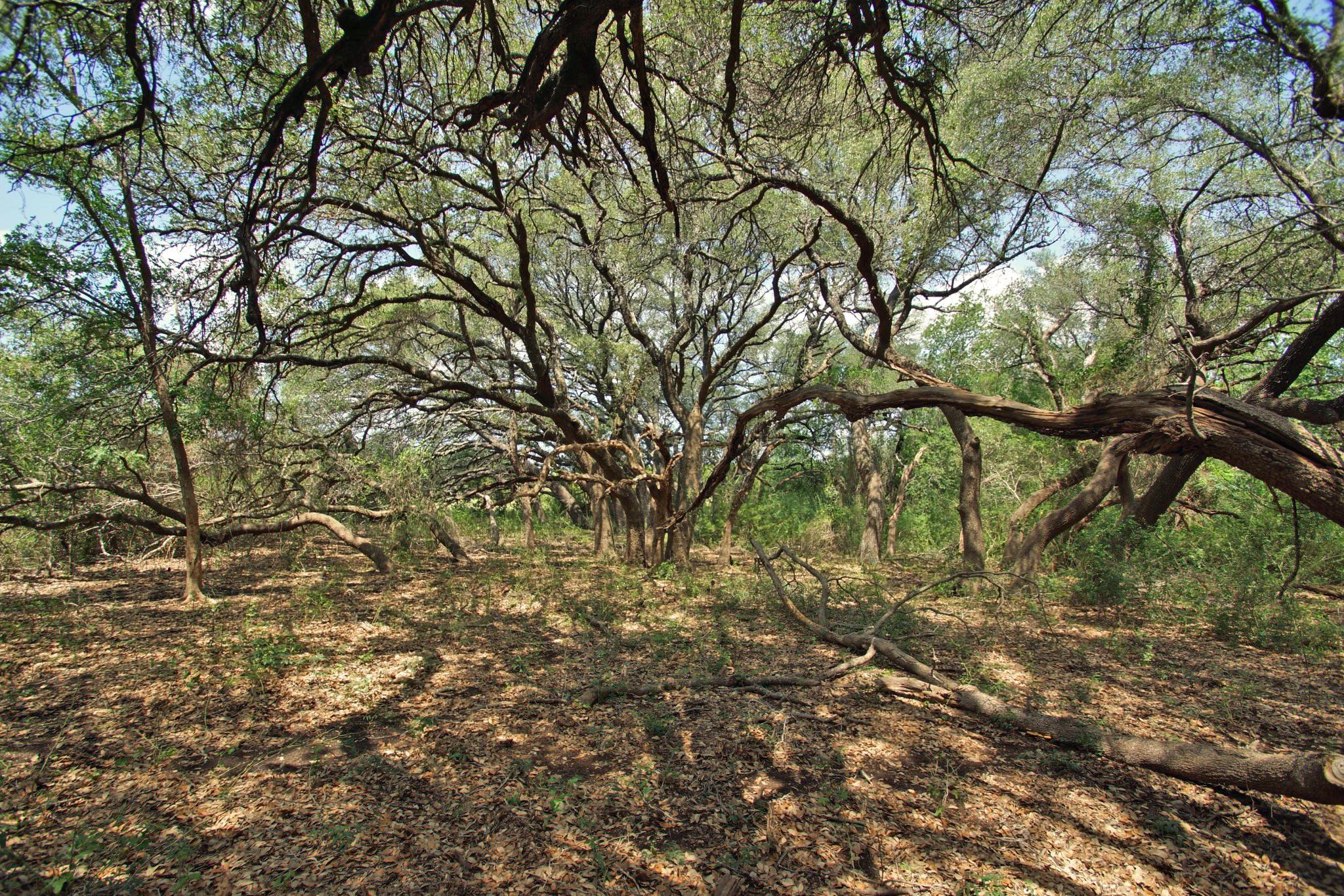 2002 County Road 276 Bertram TX 78605