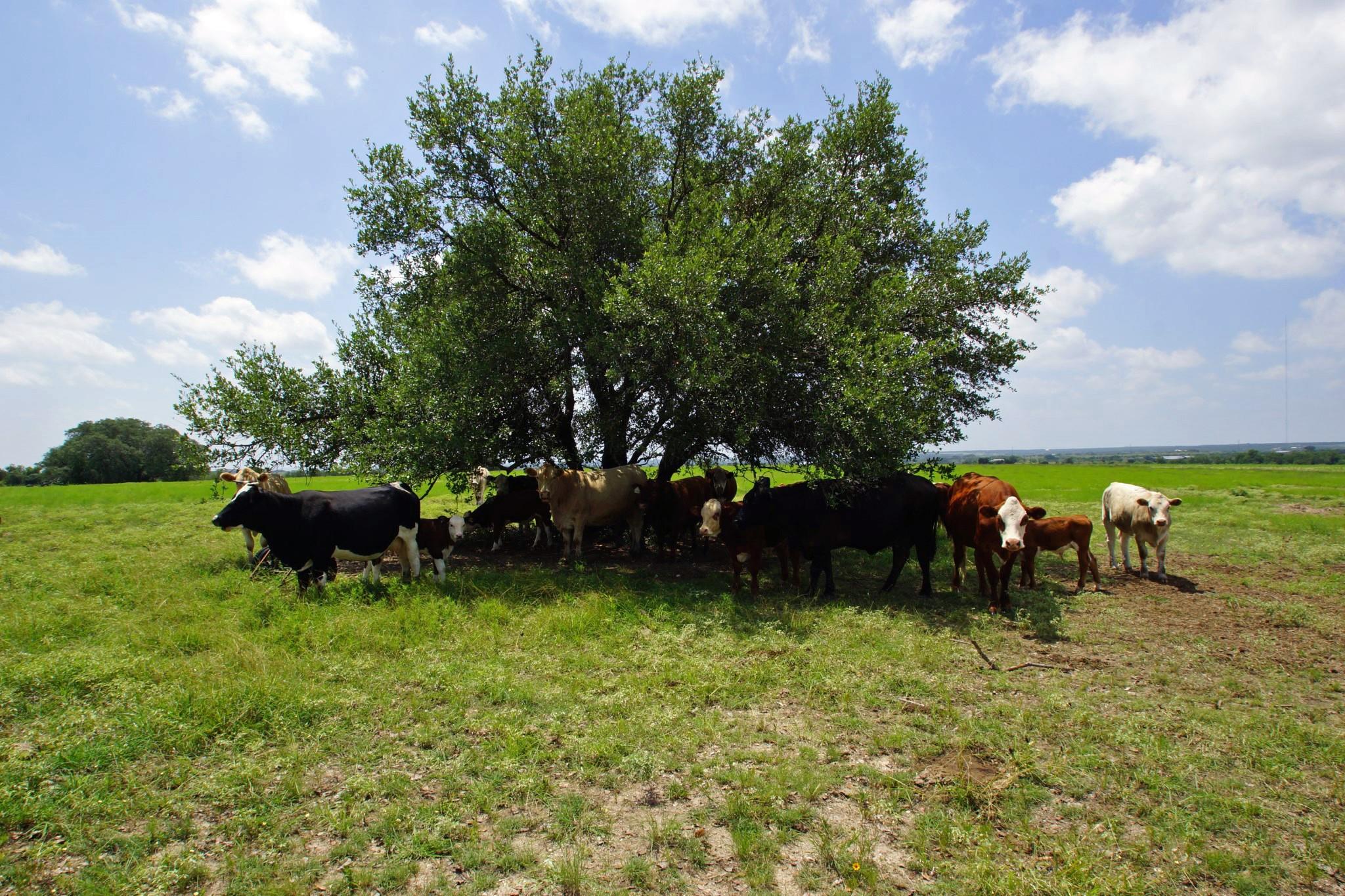 2002 County Road 276 Bertram TX 78605
