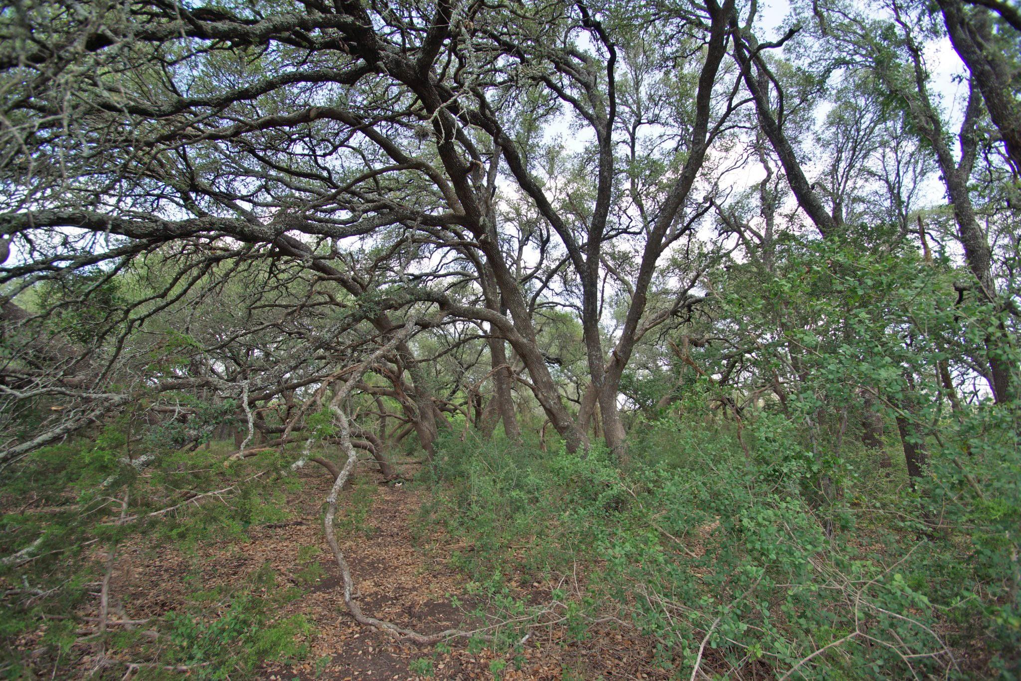 2002 County Road 276 Bertram TX 78605
