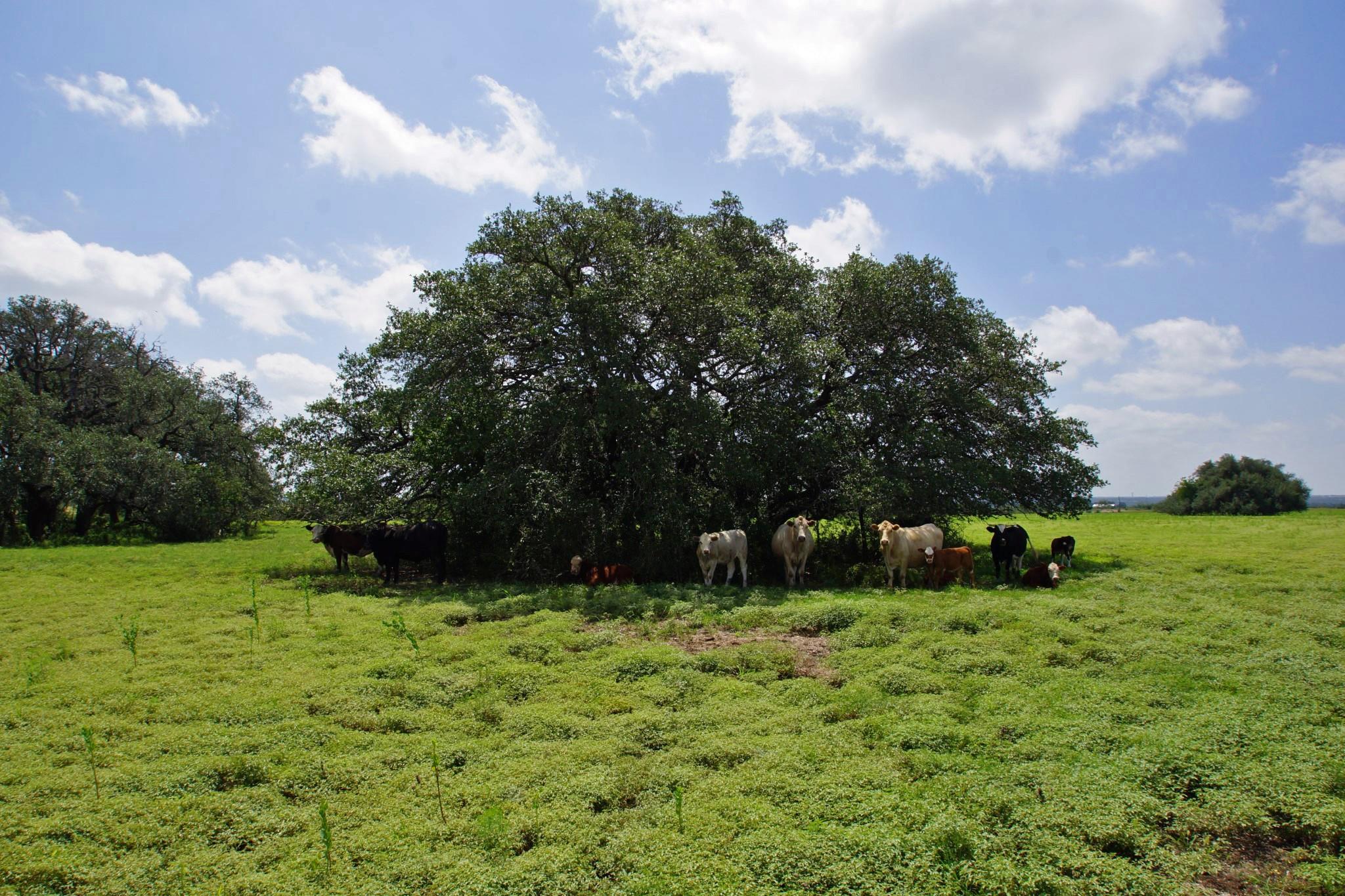 2002 County Road 276 Bertram TX 78605
