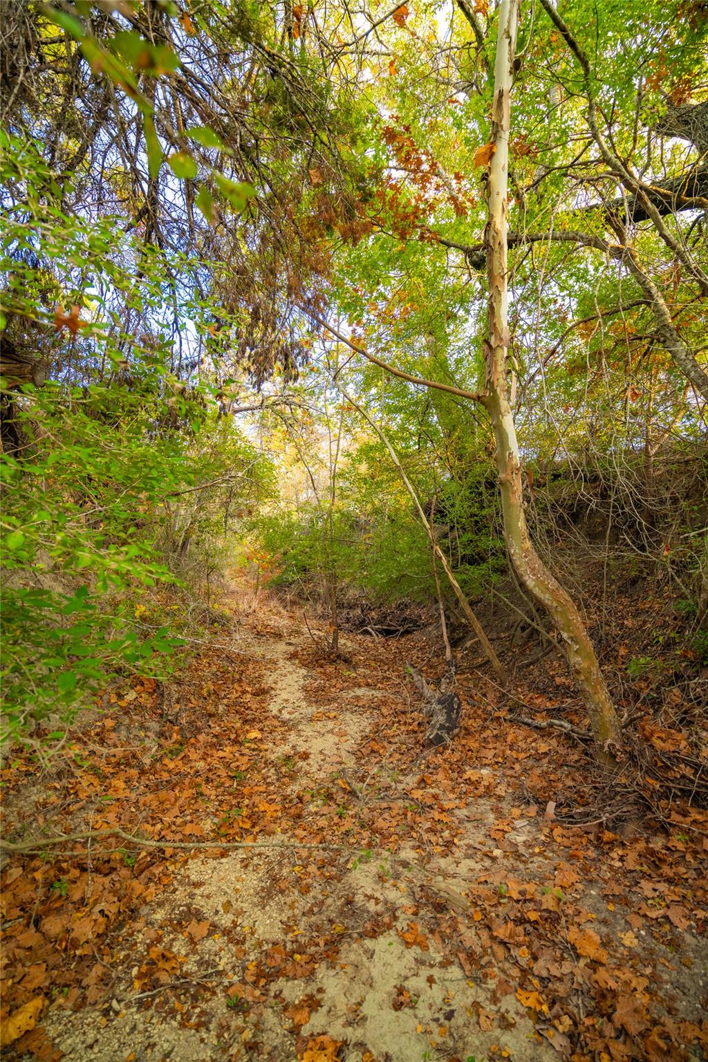 518 Curly H Ranch Road Dripping Springs TX 78620